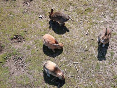 日帰りで大久野島に行ってみた！ウサギに会える場所やフェリーの乗り方、モデルコース紹介