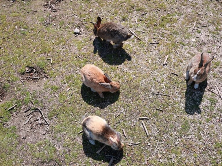 大久野島のうさぎ