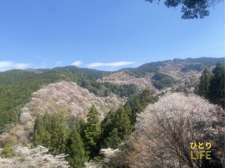 吉野山の桜
